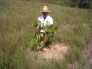 "Seu" Edvar mostra ingazeiro plantado em 2011. Já foram abertas 11 mil covas no meio do Cerrado