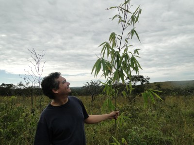 bambu abril 2012 (4)